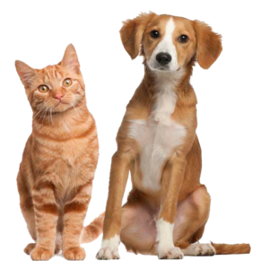 Picture of dog and cat buddies